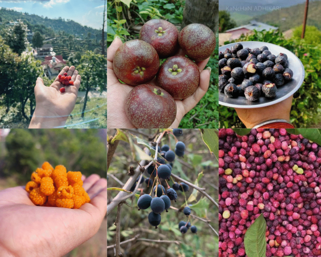 fruits of uttrakhand like kafal , pulam, bedu, hisar, kilmod,