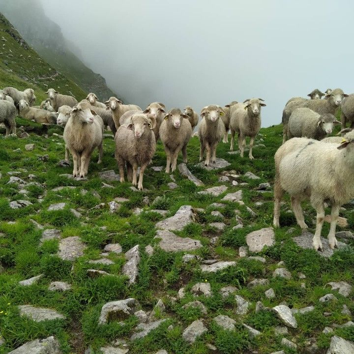 Phulara Ridge, Uttarakhand